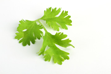 Fresh green coriander leaf