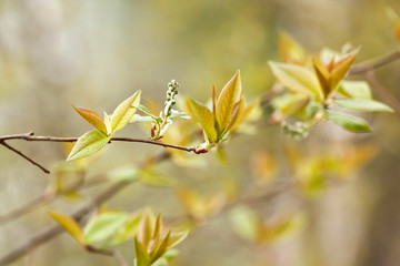 Fresh spring leaves on a branch