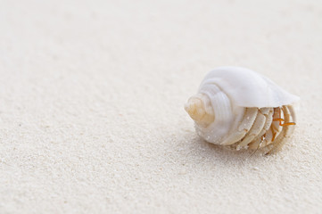 Einsiedlerkrebs am Strand