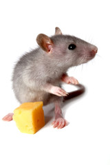 Obraz premium gray mouse and cheese