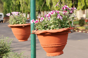 Hanging flower pots with petunia flower