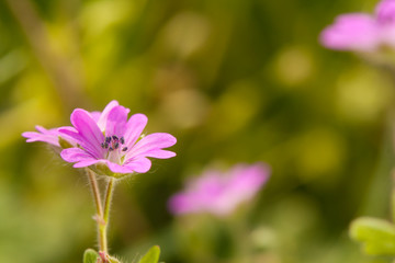 Field flowers
