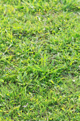 Green grass texture