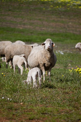 Obraz na płótnie Canvas sheep in the pasture