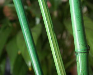 Naklejka premium Bamboo