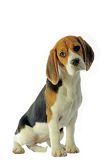 beagle attendrissant assis de face en studio sur fond blanc