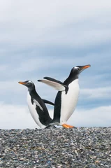 Foto op Plexiglas gentoo penguins © javarman