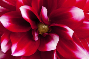 Macro of a Beautiful Red Dahlia Flower