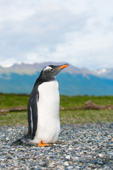 Naklejka premium gentoo penguin
