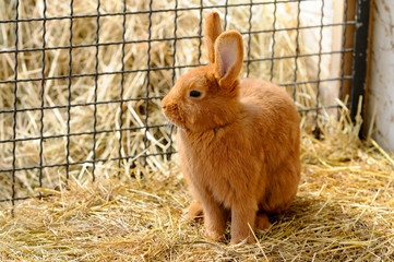 Hase im Stall