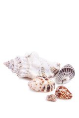 Seashell