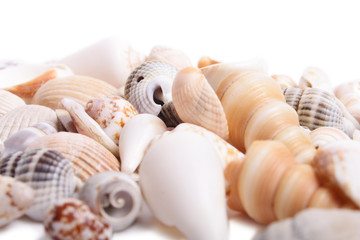 Seashell