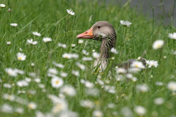 Graugans schaut aus Blumenwiese