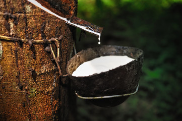 Natural Rubber - 22139353