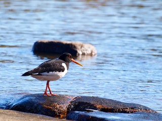 Oystercatcher