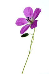 Fototapeta na wymiar single bellflower