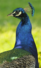 Obraz premium Buste de Paon bleu