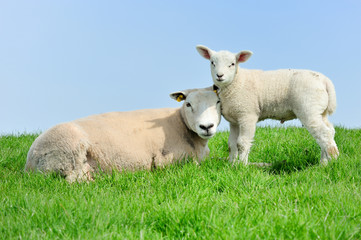 Obraz premium Mother sheep and her lamb in spring