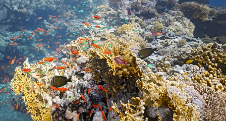 Shoal of fish on the fire coral