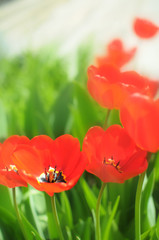 Waltz of flowers