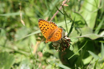 Engadina- Lago di Sils - Lej de Sils
