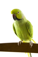 Green parrot