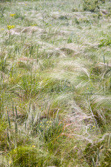 steppe feather