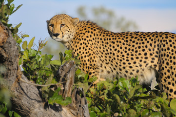Gepard