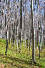 Beautiful spring forest with anemone flowers