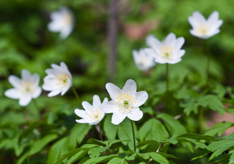 Wood anemone (Anemone nemorosa or windflower)
