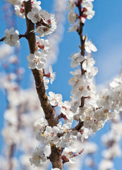 Spring blooming sakura cherry flowers branch