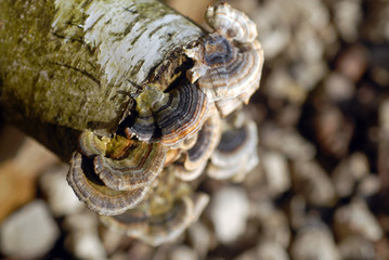 champignons