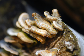 champignons