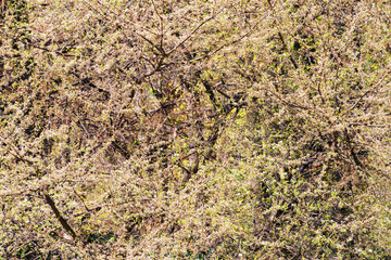 Spring blooming sakura cherry flowers tree