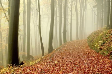Fotobehang Trail in misty autumn woods © Aniszewski