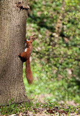 Squirrel sitting on a tree