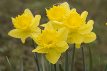 Fototapeta premium Frühlingsblumen