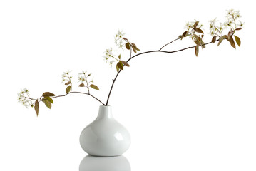 decorative juneberry branch in a vase