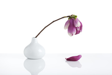 Obraz premium wilting magnolia blossom in white vase