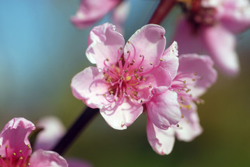 Fototapeta na wymiar brzoskwiniowy kwiat