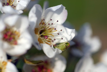 fleur de poirier