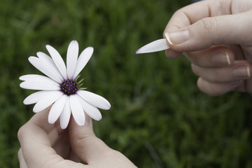 He loves me, he loves me not