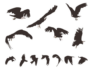 Fototapeta premium set of Black Kite (Milvus Migrans) in flight