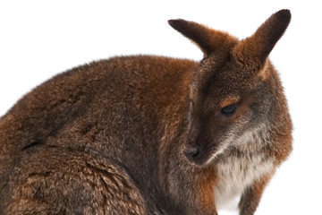 Kangaroo