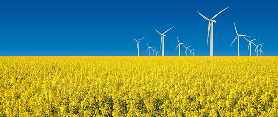 turbine eoliche in prato giallo fiorito - obrazy, fototapety, plakaty