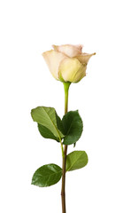 Fototapeta premium rose on a white background