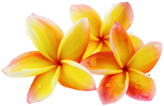 fleurs de frangipanier, fond blanc