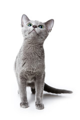 Russian blue kitten on white background
