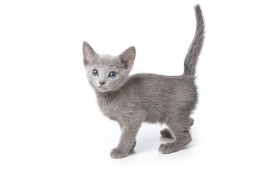 Russian blue kitten on white background