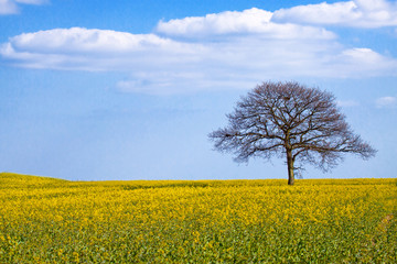 Oak tree in early spring in field of oil seed rape